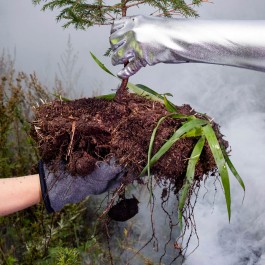 FI: Kaksi kättä pitelee pientä kuusentaimea. Toinen käsi kannattelee kuusta alhaalta ja toinen nostaa sitä ylöspäin. Taustalla on savua ja oksia. EN: Two hands hold a small spruce sapling. One hand holds the tree from below and the other lifts it up. There is smoke and twigs in the background. Outo Olo